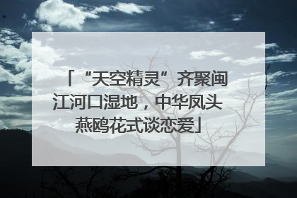 “天空精灵”齐聚闽江河口湿地，中华凤头燕鸥花式谈恋爱