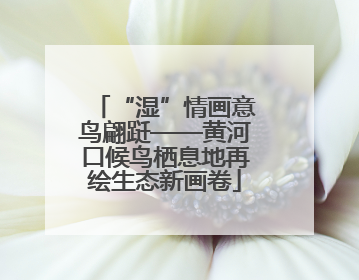 “湿”情画意鸟翩跹——黄河口候鸟栖息地再绘生态新画卷