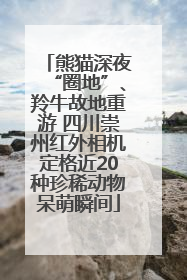 熊猫深夜“圈地”、羚牛故地重游 四川崇州红外相机定格近20种珍稀动物呆萌瞬间