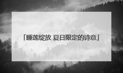 睡莲绽放 夏日限定的诗意