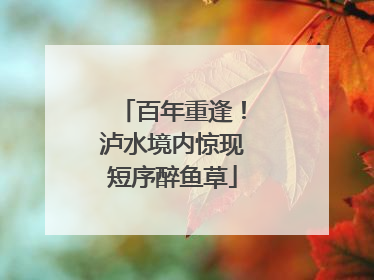 百年重逢！泸水境内惊现短序醉鱼草