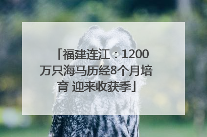 福建连江：1200万只海马历经8个月培育 迎来收获季