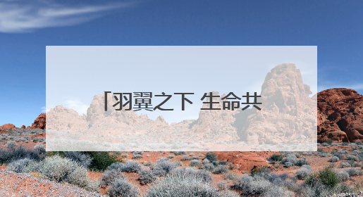 羽翼之下 生命共歌——祁连山国家公园候选区青海片区鸟类观察手记