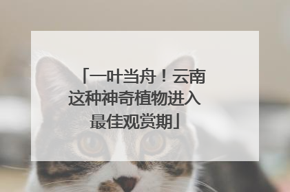 一叶当舟！云南这种神奇植物进入最佳观赏期