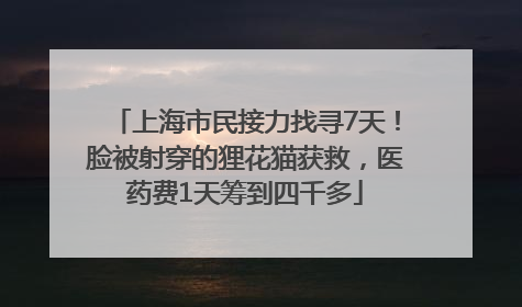 上海市民接力找寻7天！脸被射穿的狸花猫获救，医药费1天筹到四千多