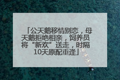 公天鹅移情别恋，母天鹅拒绝相亲，饲养员将“新欢”送走，时隔10天原配重逢