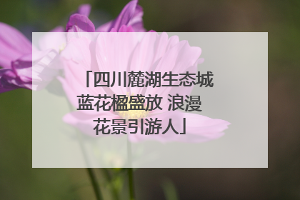 四川麓湖生态城蓝花楹盛放 浪漫花景引游人