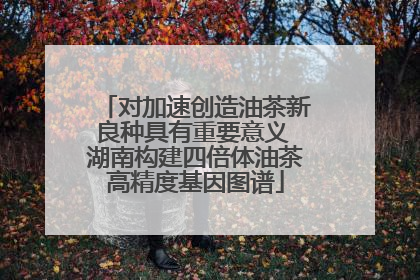 对加速创造油茶新良种具有重要意义 湖南构建四倍体油茶高精度基因图谱