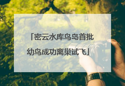 密云水库鸟岛首批幼鸟成功离巢试飞