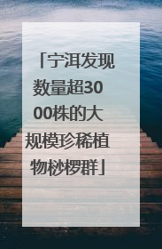 宁洱发现数量超3000株的大规模珍稀植物桫椤群