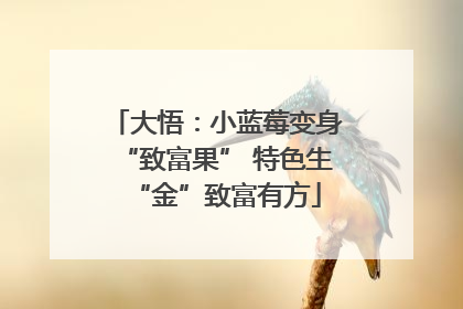 大悟：小蓝莓变身“致富果” 特色生“金”致富有方