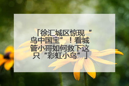 徐汇城区惊现“鸟中国宝”！看城管小哥如何救下这只“彩虹小鸟”
