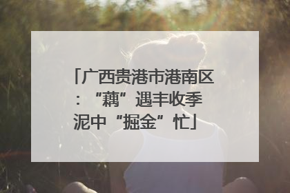 广西贵港市港南区：“藕”遇丰收季 泥中“掘金”忙