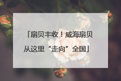 扇贝丰收！威海扇贝从这里“走向”全国