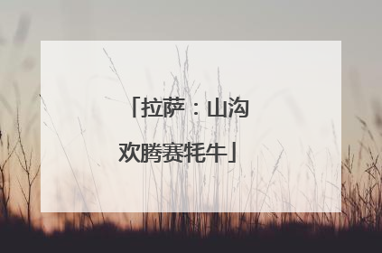 拉萨：山沟欢腾赛牦牛