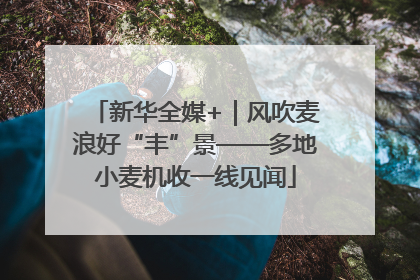 新华全媒+|风吹麦浪好“丰”景——多地小麦机收一线见闻