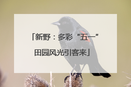 新野：多彩“五一” 田园风光引客来