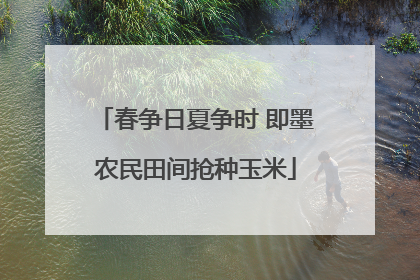 春争日夏争时 即墨农民田间抢种玉米