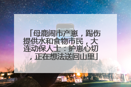 母鹿闹市产崽，踢伤提供水和食物市民，大连动保人士：护崽心切，正在想法送回山里