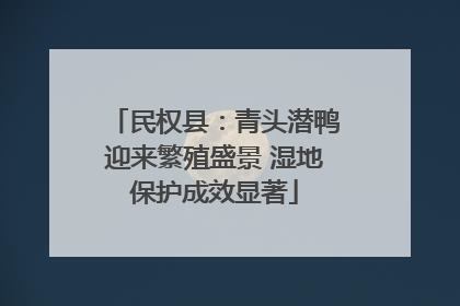 民权县：青头潜鸭迎来繁殖盛景 湿地保护成效显著