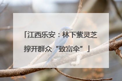 江西乐安：林下紫灵芝撑开群众“致富伞”