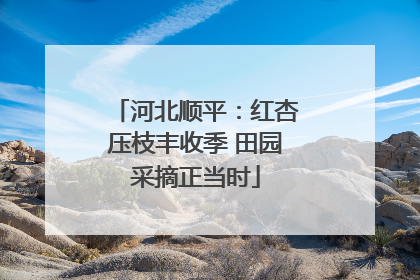 河北顺平：红杏压枝丰收季 田园采摘正当时