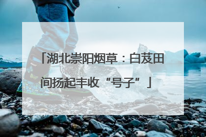 湖北崇阳烟草：白芨田间扬起丰收“号子”