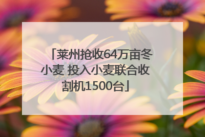 莱州抢收64万亩冬小麦 投入小麦联合收割机1500台
