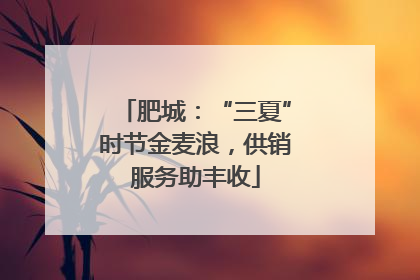 肥城：“三夏”时节金麦浪，供销服务助丰收