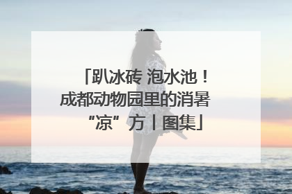 趴冰砖 泡水池!成都动物园里的消暑“凉”方丨图集