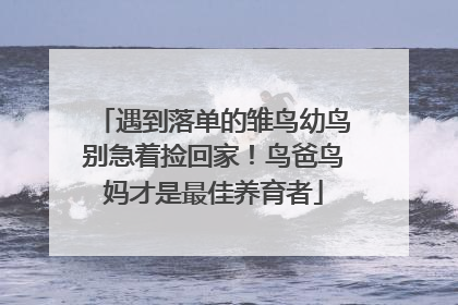 遇到落单的雏鸟幼鸟别急着捡回家！鸟爸鸟妈才是最佳养育者