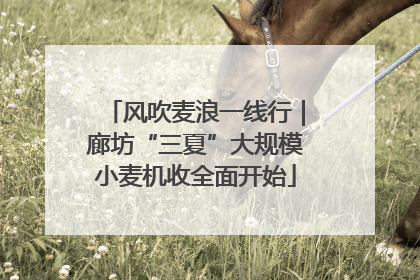 风吹麦浪一线行｜廊坊“三夏”大规模小麦机收全面开始