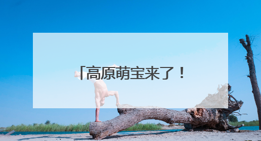 高原萌宝来了！若尔盖湿地首批黑颈鹤雏鸟破壳